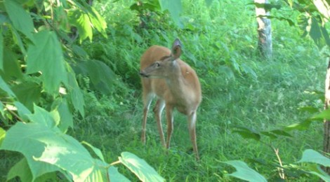 Outdoor blogger - Trail Camera Roundup