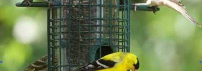 Tips for the Best Backyard Bird Feeding Season