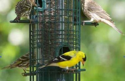 Tips for the Best Backyard Bird Feeding Season