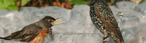 How to Handle Baby Birds and Sick Birds