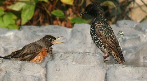 How to Handle Baby Birds and Sick Birds